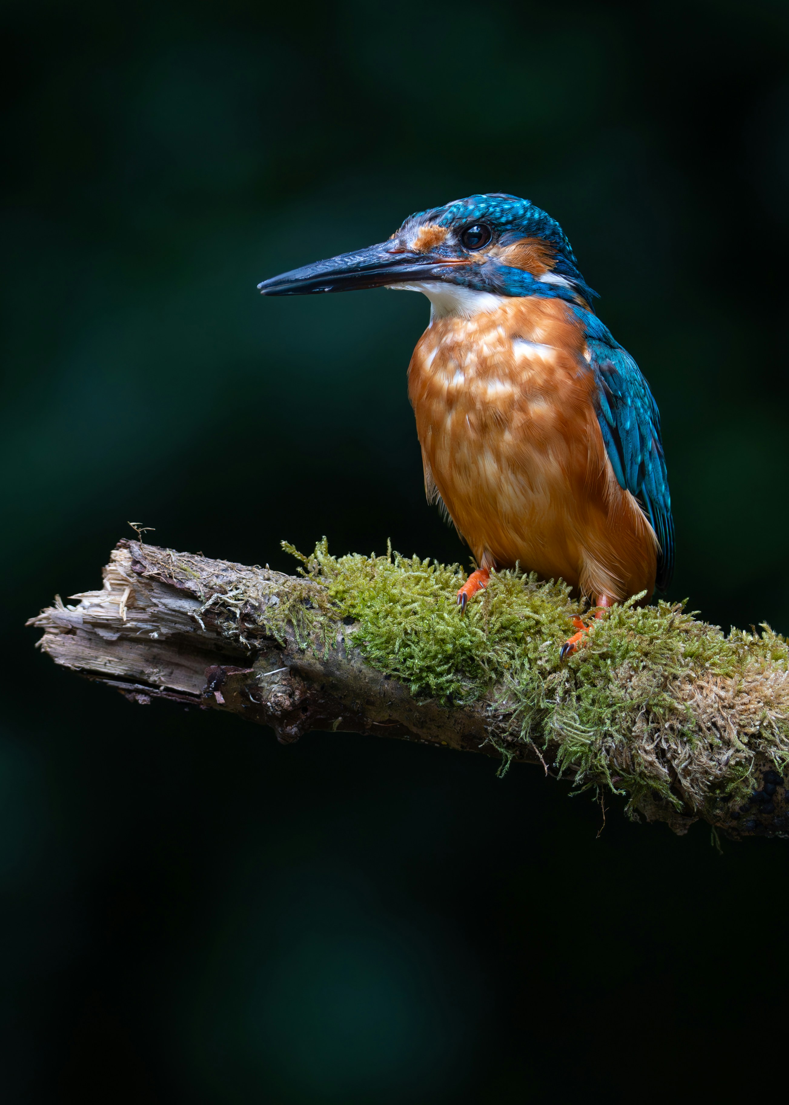Photograph of a little bird.